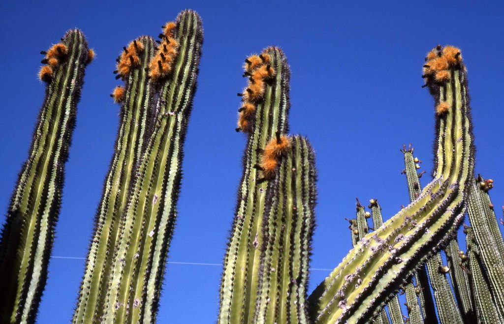 Pachycereus Pecten Aboriginum